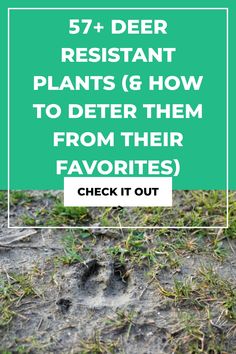 a green sign that says, 53 deer resistant plants & how to better them from their favorites check it out