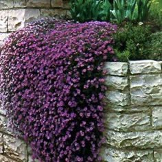 purple flowers growing out of the side of a stone wall in front of a brick planter