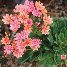 pink and orange flowers growing in the dirt