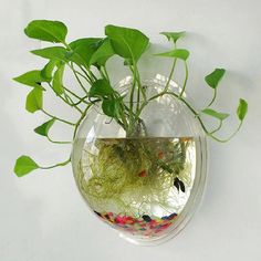 a plant in a glass vase hanging on a wall