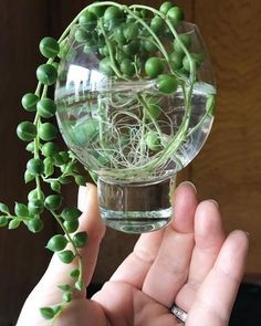 a hand holding a glass vase filled with water and small green plants in it's center