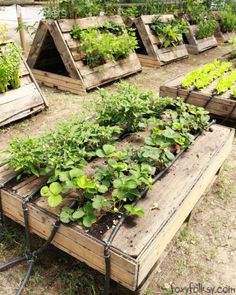 several wooden boxes with plants growing in them