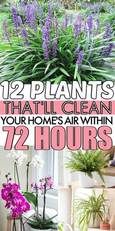 purple flowers and green plants with text overlay that says, 12 plants that'll clean your homes air within 72 hours