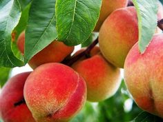 several peaches hanging from a tree with leaves on it's branches, ready to be picked