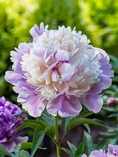 Peony Petals: Lavender Blossoms on Display Peony Purple, Peony Plant, Peony Petals, Purple Peony, Lavender Petals, Yellow Peonies, Planting Peonies, Black Peony, Growing Peonies