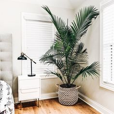 a palm tree in a bedroom next to a white dresser and window with shutters