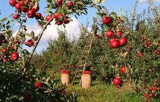 an apple orchard filled with lots of red apples and ladders full of ripe fruit