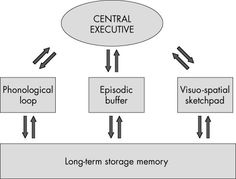 a diagram showing the different stages of memory development in an individual's life cycle