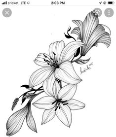 a drawing of flowers on a white background