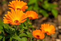 some orange flowers are growing in the grass