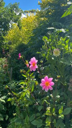 some pink flowers are in the middle of green bushes and trees with blue sky behind them