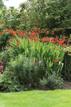 red flowers in the middle of a garden with lots of green grass and trees behind it