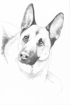 a black and white drawing of a dog's head, looking at the camera