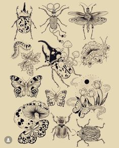 a bunch of bugs and insects on a beige background with the words,'insect identification guide