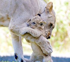 a baby lion is playing with its mother in the grass, while it looks like she's holding her