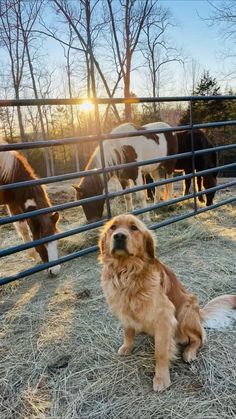 a golden retriever dog sitting in front of a fence with some horses behind it