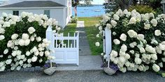 white flowers are growing on the side of a house next to a driveway and gate