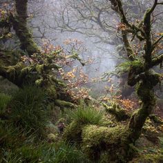 moss covered trees in the woods on a foggy day