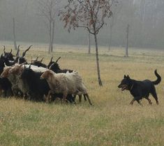 a herd of sheep running across a grass covered field next to a black and white dog