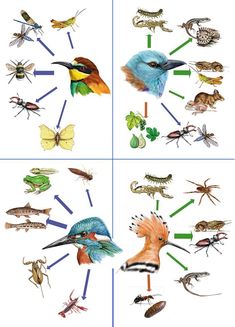 four pictures with different types of insects and bugs in them, all showing the same type of insect life cycle