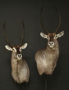 two antelope head mounted on metal legs against a black background, one with long horns and the other without