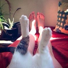 a cat laying on top of a bed next to a person with their feet up