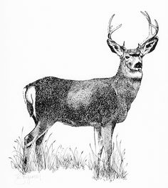 a black and white drawing of a deer standing in the grass with antlers on it's head