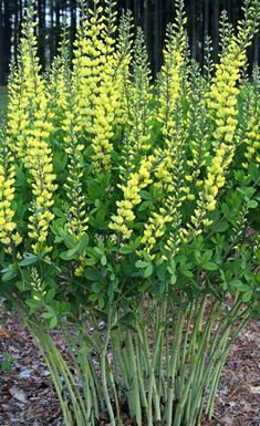 the yellow flowers are blooming in the garden