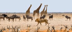 Natural attractions incorporate the Namibia Desert, which is the most seasoned desert on the planet. Animal Quiz, Namibia Africa, Pet Day, Animal Species, African Wildlife, Jungle Safari, African Safari, Giraffes, Animals Of The World