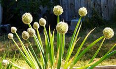 some very pretty white flowers in the grass