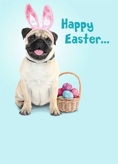 a pug dog with bunny ears sitting next to an easter basket