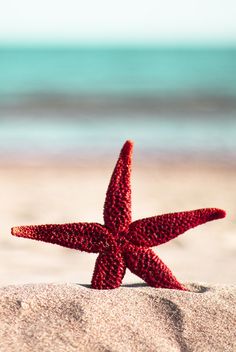 a red starfish sitting on top of a sandy beach