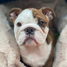 a small brown and white dog laying on top of a blanket