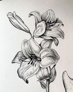 a pencil drawing of a flower on a piece of paper with an inking pen