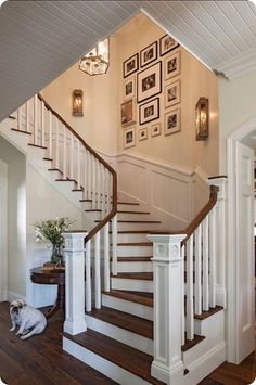 a dog laying on the ground in front of a stair case with pictures above it