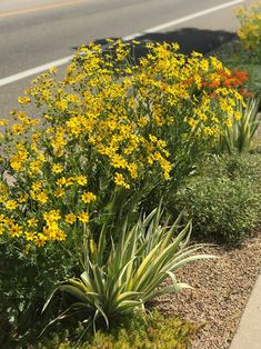 some yellow flowers are in the grass by the road and cars on the side of the road