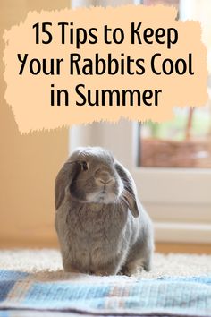 a rabbit sitting on the floor with text overlay that reads 15 tips to keep your rabbits cool in summer