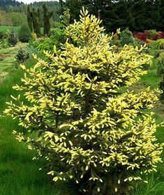 a small yellow tree in the middle of a grassy area with trees and bushes behind it