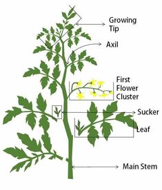 the parts of a flowering plant labeled in their corresponding words, including flowers and leaves