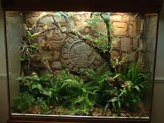 an aquarium filled with plants and rocks in a room next to a wall that has a stone face on it