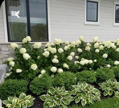 some white flowers and green plants in front of a house