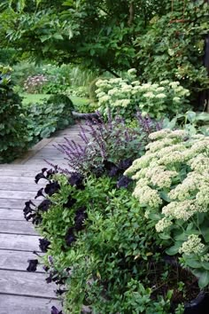 a wooden walkway surrounded by lots of plants and flowers in the middle of a garden