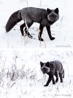 two pictures of a black wolf in the snow and one on the ground with grass