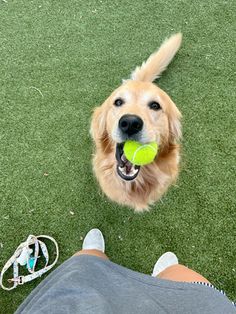 a dog holding a tennis ball in its mouth while sitting on the grass with his owner