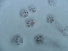 several paw prints are shown in the snow