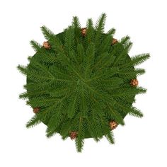 an overhead view of a pine tree with cones