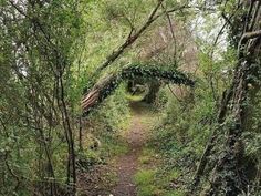 a path in the middle of a forest with vines growing on it's sides