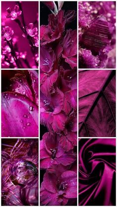 purple flowers and leaves are shown in this collage with many different colors on them