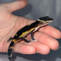 a hand holding a small yellow and black gecko