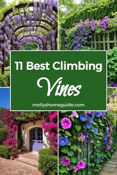 Looking to add some greenery and depth to your garden? Explore our collection of the best creeping vines and fast-growing creepers and vines. From the elegant Creeping Virginia to the fragrant Creeping Jasmine, we have a variety of options to suit your garden needs. Try out the versatile Creeping Jenny Sweet Potato for a pop of color or opt for a classic Climbing Vines for added vertical interest. Desert Climbing Vines, Jasmine Vine Trellis, Creeping Jasmine, Vine Plants Outdoor Climbing, Climbing Plants In Pots, Sweet Potato Plant Vine, Flowering Creepers, Repel Mosquitos, Fast Growing Vines